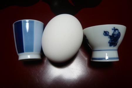 卵との比較